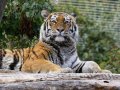 ZOO-Viden 24 srpen 2014 080.JPG